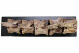 Articulated Hadrosaur (Edmontosaurus) Caudal Vertebrae w/ Stand #264987-2